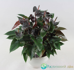 Anthurium 'Black Prince' | Seller's Choice, Hong Kong Collection