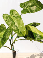 Philodendron 'Jose Buono'Variegated | Seller's Choice, Hainan Collection