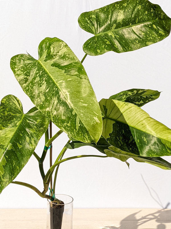 Philodendron 'Jose Buono'Variegated | Seller's Choice, Hainan Collection
