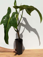 Philodendron 'Ecuadorian Canoe' | Seller's Choice, Hong Kong Collection