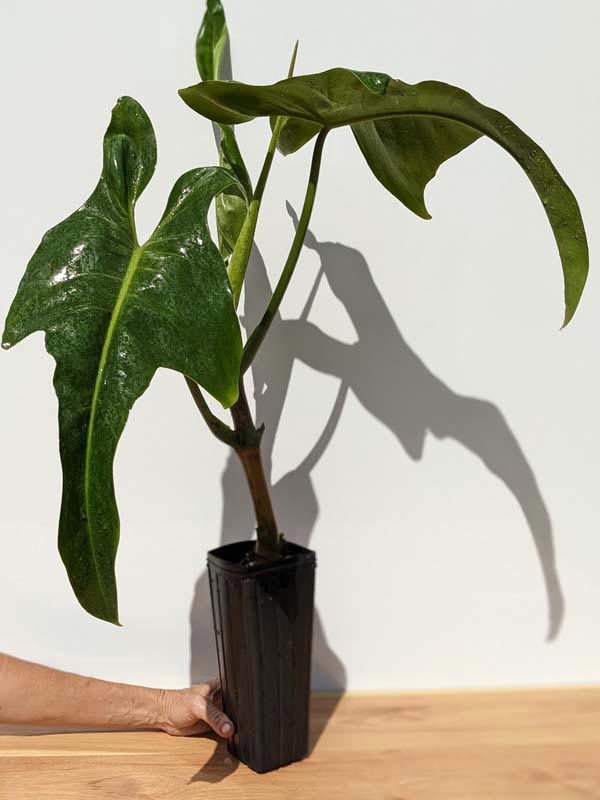 Philodendron 'Ecuadorian Canoe' | Seller's Choice, Hong Kong Collection
