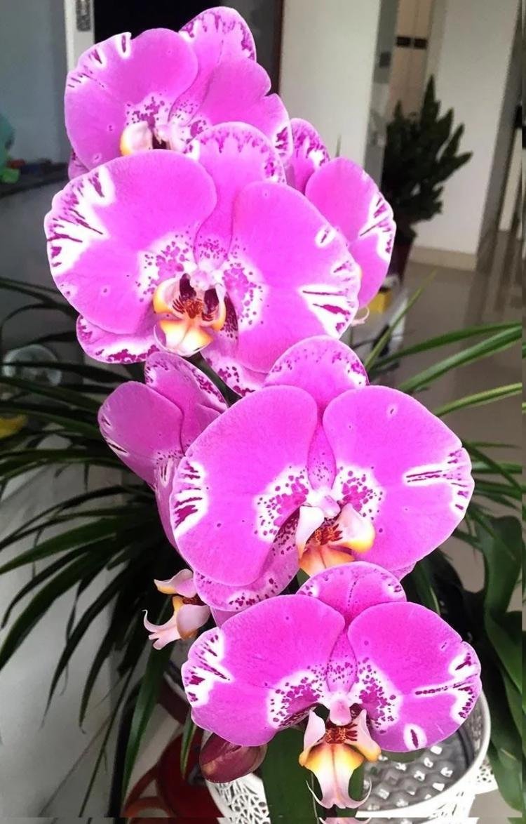 Phalaenopsis 'Treasure Map' | Seller's Choice, Hong Kong Collection