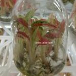 Aglaonema 'Nightsparkle' TC | Seller's Choice, Hong Kong Collection
