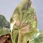 Alocasia Wentii Pink Variegated TC | Grower's Choice, Foshan Collection