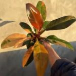 Philodendron Red Imperial Variegated TC | Grower's Choice, Foshan Collection