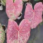 Caladium Ballet Slippers TC | Grower's Choice, Foshan Collection