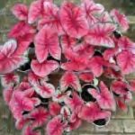 Caladium Thailand’S Light TC | Grower's Choice, Foshan Collection