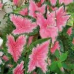 Caladium Ace Of Heart TC | Grower's Choice, Foshan Collection