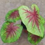 Caladium Lemon Splash TC | Grower's Choice, Foshan Collection