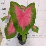 Caladium Neon TC | Grower's Choice, Foshan Collection