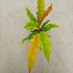 Philodendron Matcha 'Ring Of Fire' TC | Grower's Choice, Foshan Collection
