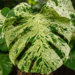 Monstera ‘Bulbasaur’ Grade A TC | Grower's Choice, Foshan Collection