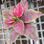 Aglaonema Black Peony TC | Grower's Choice, Foshan Collection