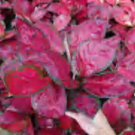 Aglaonema Barbie Pink TC | Grower's Choice, Foshan Collection
