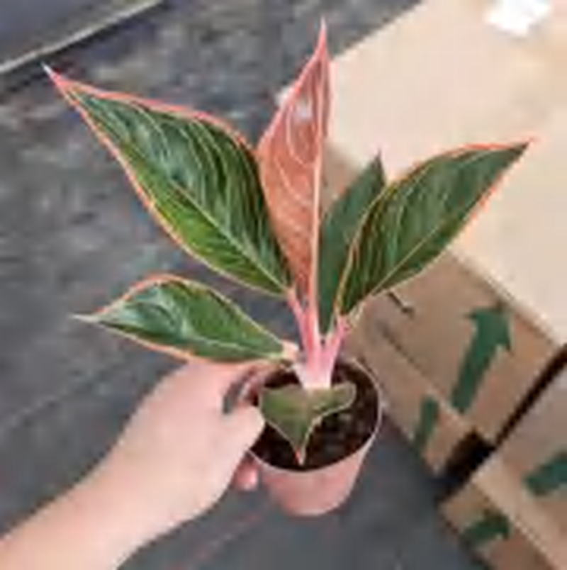 109023_Aglaonema-Aglaonema--Cabotine-Rose Aglaonema Cabotine Rose TC | Grower's Choice, Foshan Collection - Image 1