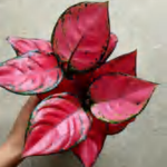 Aglaonem Hong Danxia TC | Grower's Choice, Foshan Collection