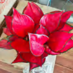 Aglaonema Fugui Red TC | Grower's Choice, Foshan Collection