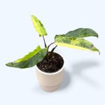 Alocasia Lauterbachiana Aurea Variegated TC | Seller's Choice, Hong Kong Collection