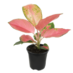 Aglaonema 'China Red' | Seller's Choice, Hong Kong Collection