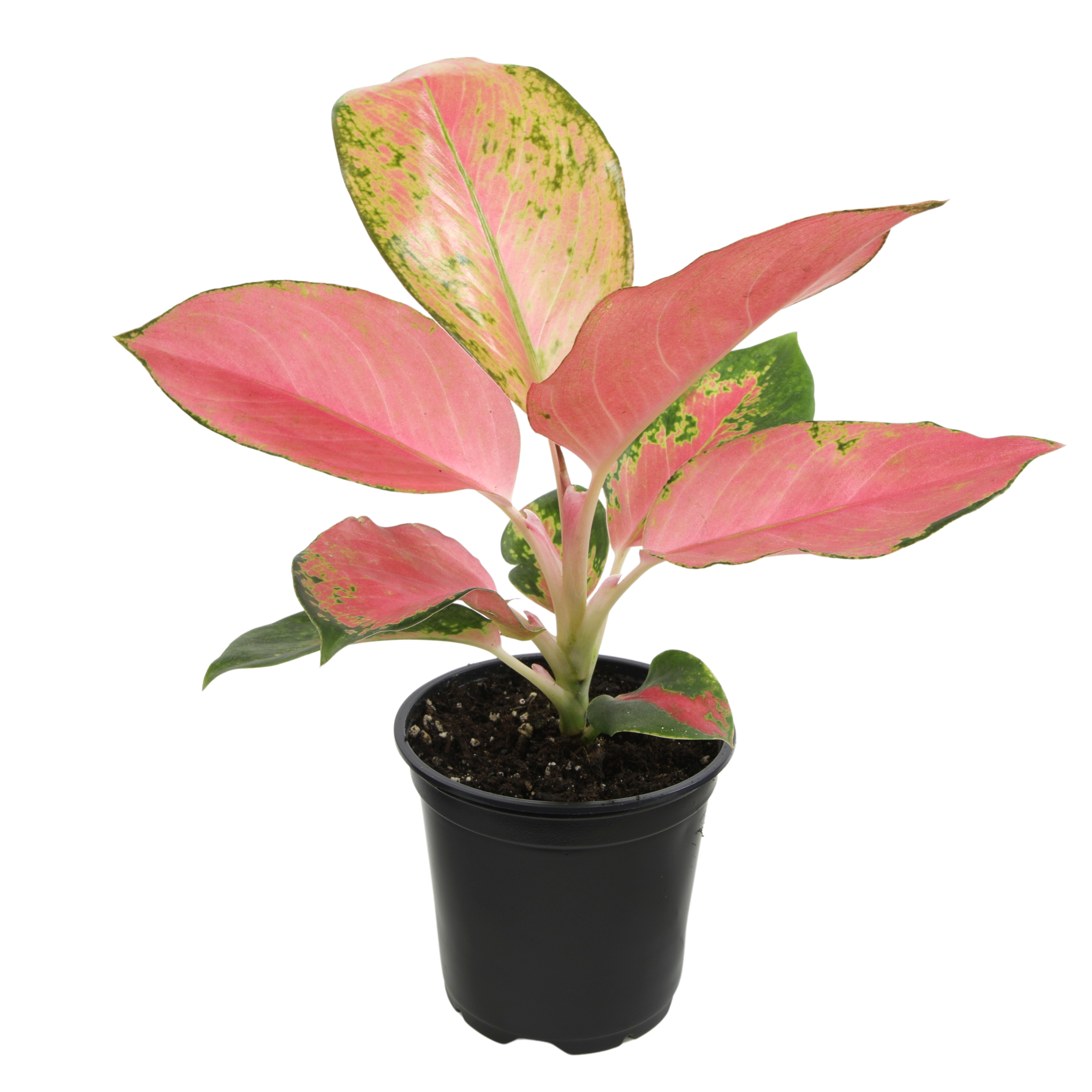 4IN_Aglaonema_China_Red_blk_grw_pot_1.png Aglaonema 'China Red' | Seller's Choice, Hong Kong Collection - Image 1