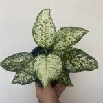 Aglaonema 'White Beauty' | Seller's Choice, Hong Kong Collection