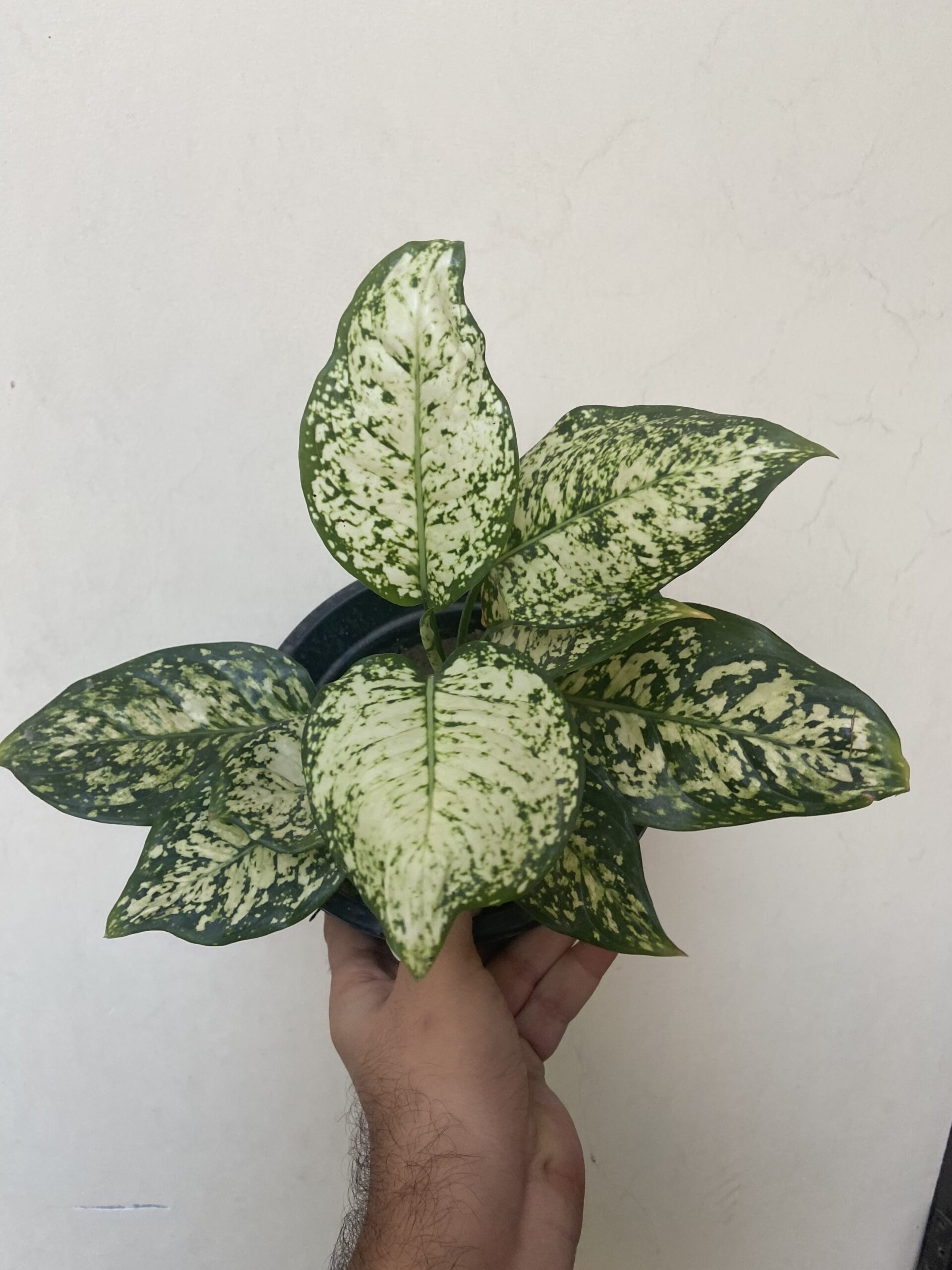 8EECA902-042C-4D04-B5E3-7E9C2CEB950B-scaled-1.jpeg Aglaonema 'White Beauty' | Seller's Choice, Hong Kong Collection - Image 1