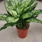 Aglaonema brevispatha | Seller's Choice, Hong Kong Collection