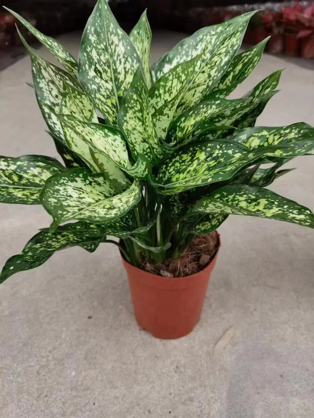 Aglaonema-Brevispatha-Tissue-Culture-Young-Plants.webp Aglaonema brevispatha | Seller's Choice, Hong Kong Collection - Image 1