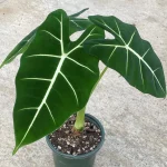 Alocasia 'Frydek' | Seller's Choice, Hong Kong Collection