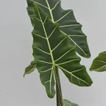 Alocasia Saria' | Seller's Choice, Hong Kong Collection