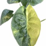 Alocasia 'Parasol' Pink Variegated TC | Grower's Choice, Foshan Collection