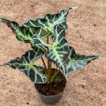 Alocasia 'loco' | Grower's Choice, Hainan Collection