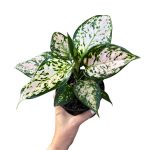 Aglaonema 'Elieen' | Seller's Choice, Hong Kong Collection