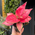 Aglaonema 'Ruby Red' | Seller's Choice, Hong Kong Collection