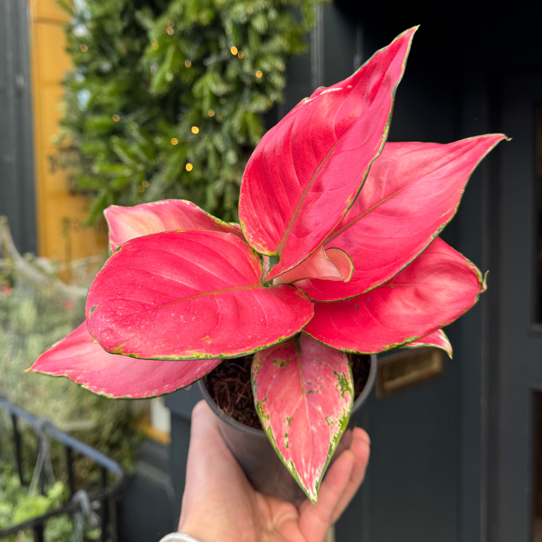 IMG_9166.jpg Aglaonema 'Ruby Red' | Seller's Choice, Hong Kong Collection - Image 1