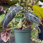 Alocasia 'Black Velvet' | Seller's Choice, Hong Kong Collection