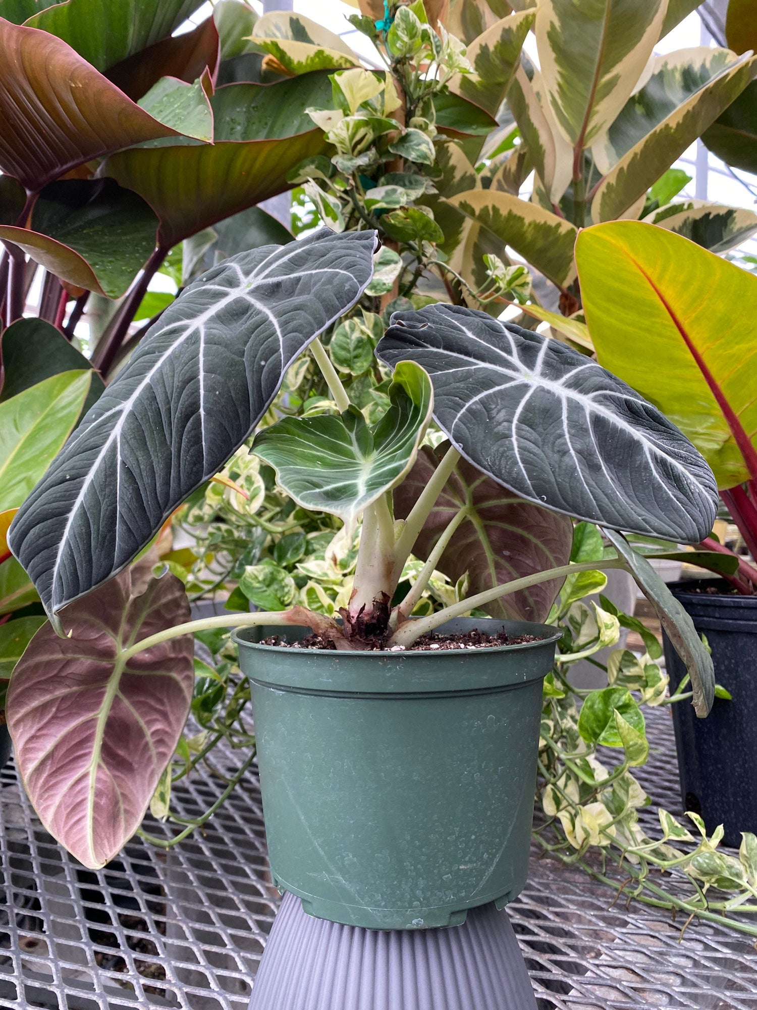 abb4f9bc-78eb-5920-a4f8-7d141491a013.jpg Alocasia 'Black Velvet' | Seller's Choice, Hong Kong Collection - Image 1