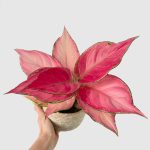 Aglaonema 'Danxia' | Seller's Choice, Hong Kong Collection