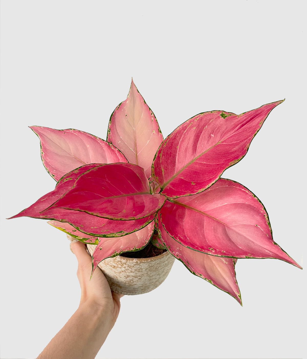 aglaonema-danxia2.jpg Aglaonema 'Danxia' | Seller's Choice, Hong Kong Collection - Image 1