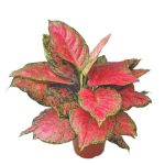 Aglaonema 'Red Valentine' | Seller's Choice, Hong Kong Collection