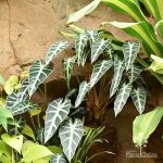 Alocasia Amazonica Bambino | Seller's Choice, Hong Kong Collection