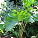 Alocasia macrorrhiza 'Stingray' | Seller's Choice, Hong Kong Collection