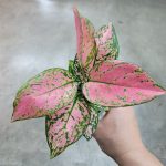 Aglaonema 'Lady Valentine' | Seller's Choice, Hong Kong Collection