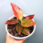 Aglaonema 'Red Vein' | Seller's Choice, Hong Kong Collection
