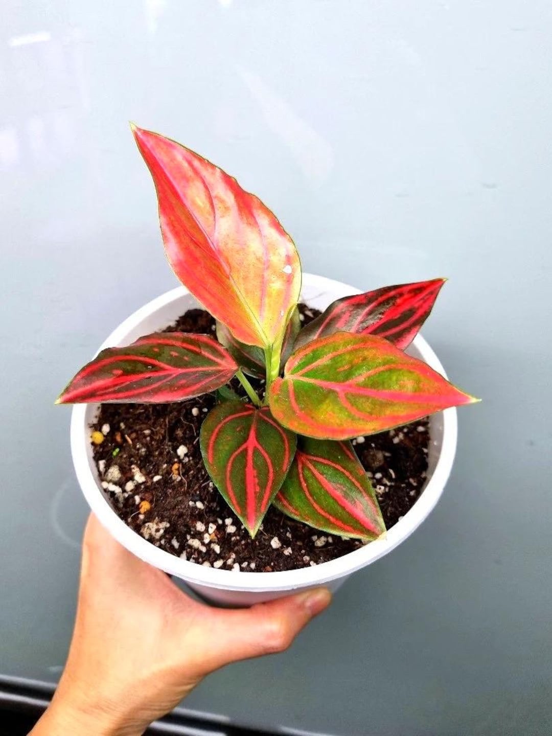 il_1080xN.6289539388_5ofy.jpg Aglaonema 'Red Vein' | Seller's Choice, Hong Kong Collection - Image 1