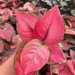 Aglaonema 'Geely Red' | Seller's Choice, Hong Kong Collection