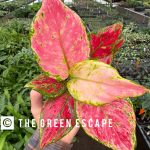 Aglaonema 'Richard' | Seller's Choice, Hong Kong Collection