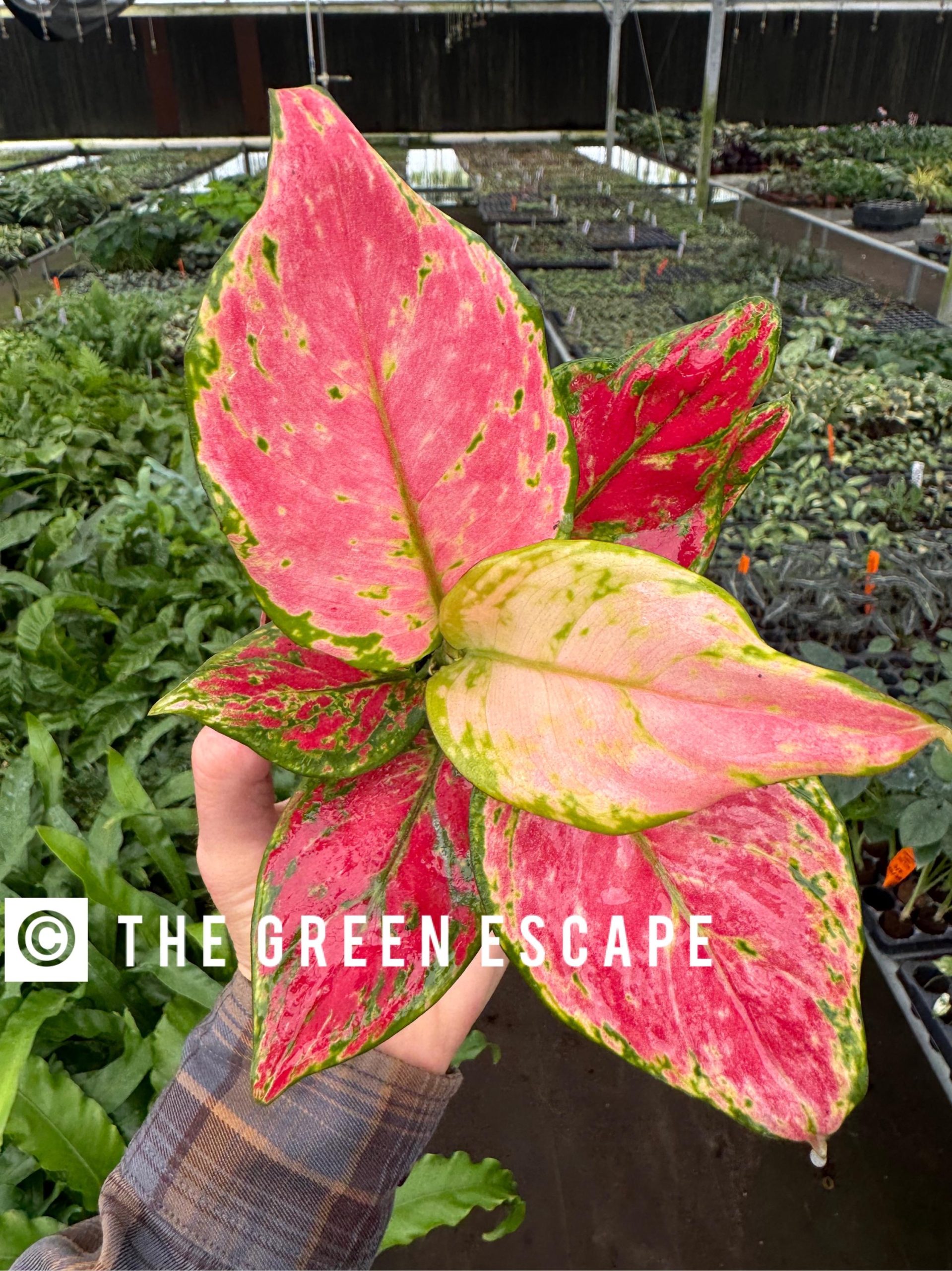 il_fullxfull.6678158491_m9br.jpg Aglaonema 'Richard' | Seller's Choice, Hong Kong Collection - Image 1
