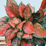 Aglaonema 'Very Red Valentine' | Seller's Choice, Hong Kong Collection