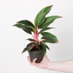 Aglaonema 'Sapphire' | Seller's Choice, Hong Kong Collection